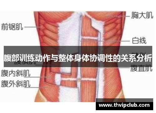 腹部训练动作与整体身体协调性的关系分析